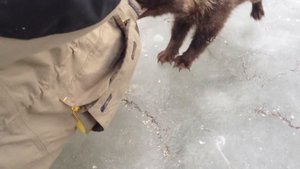 Нападение енота на рыбалке и неожиданный конец!