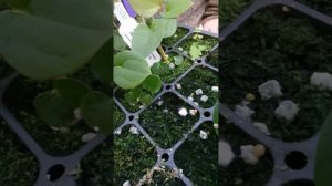 Anthurium papillilaminum Cultivation and Conservation