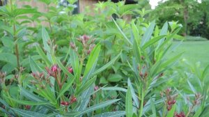 Oleander (Nerium oleander)