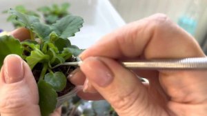 Удаляем пасынки у фиалок! Кюретка в помощь