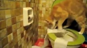 Кот смешной насрал