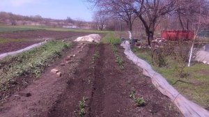 прополка и окучивание картофеля насадкой на бензо косу