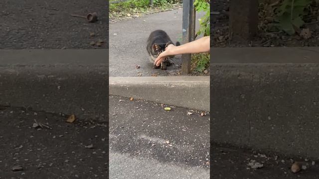 Очень красивая кошка/кот ищет дом. Возьмите с улицы! У нас нет мест.Поможем с адаптац.Приют.Петербу смотреть онлайн