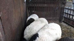 Случка овец???как и когда следует делать это(кросс дорпера)