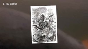 Электрический Угорь – Речной Убийца, Которого Боятся Даже Крокодилы