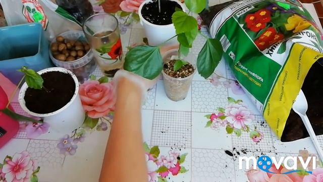 ?Укоренение черенков гибискуса./Результат укоренения черенков гибискуса. Где лучше выросли корни?