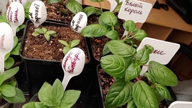 🌺Обзор стеллажа с растениями на 6 марта.🌺Дарим праздничное настроение.💞💞💞 смотреть онлайн