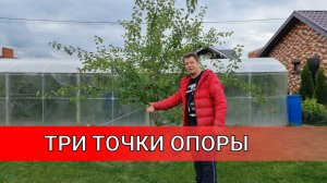 ЧТОБЫ ДЕРЕВО БЫСТРО УКОРЕНИЛОСЬ его необходимо правильно подвязать закрепить особенно это касается