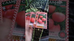 Посылка от нпо Сады России с томатами Малиновое чудо.