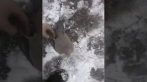 Проэксперементировал силки на куропатку поставил возле дома и вот что попало!