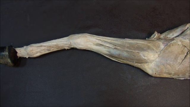 мышцы запястного сустава и суставов фаланг пальца лошади смотреть онлайн