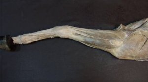 мышцы запястного сустава и суставов фаланг пальца лошади