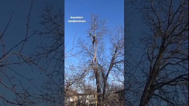 Арбористика #сад #арборист смотреть онлайн