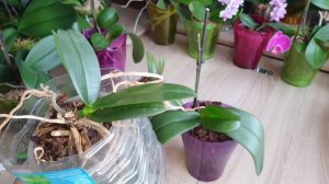 Обзор результатов наращивания корней. Стимулируем рост корней на детках орхидеи Фаленопсис
