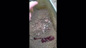 Ловля фидером на реке Киржач.