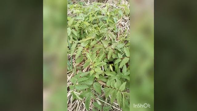 #купили#заброшеную#дачу.приехали в первый раз всей #семьëй.часть#1