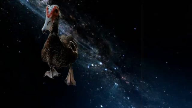 Shooting Stars Duck смотреть онлайн