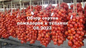 Обзор сортов томатов в теплице 08.2023