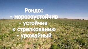 Озимый лук Рондо F1. Отличный зимующий лук!