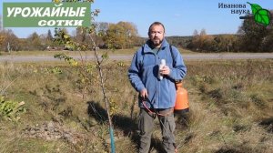 Даже ЮЖНЫЕ деревья ПЕРЕЗИМУЮТ! Силикатная обработка: вместо или вместе с искореняющей, даже для РОЗ
