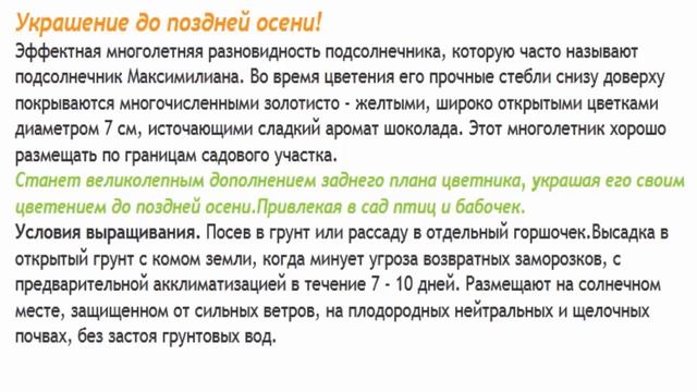 Подсолнечник многолетний Золотая гирлянда, ещё её называют Максимилиана смотреть онлайн