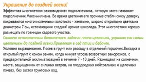 Подсолнечник многолетний Золотая гирлянда, ещё её называют Максимилиана