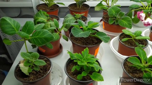 Глоксинии на ФИТИЛЬНОМ ПОЛИВЕ смотреть онлайн