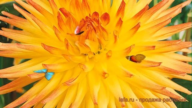 Георгина кактусовая Спассмахер (dahlia cultorum) ? обзор: как сажать, луковицы георгины Спассмахер смотреть онлайн