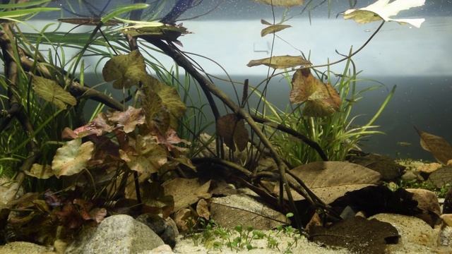 Australian slow moving river biotope - Dec 2018 смотреть онлайн