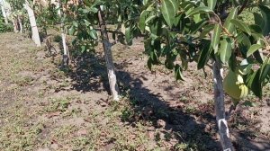 Груші сорту "Ред Сеншейн", "Дельбар'ю" в моєму домашньому саду.19.09.2022 р.