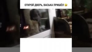 Открой дверь кричит Вася