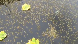 Пруд и водные растения нимфеи у меня на даче.