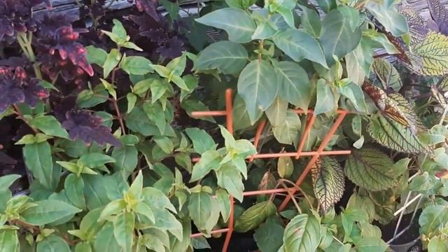 Юкка нитчатая ( садовая ) растет, а фуксия цветет! Экзотика на участке смотреть онлайн