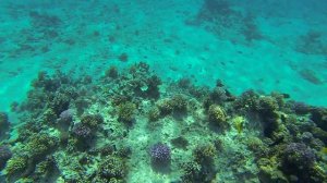 Кораллы в заливе Шарль Эль Майя