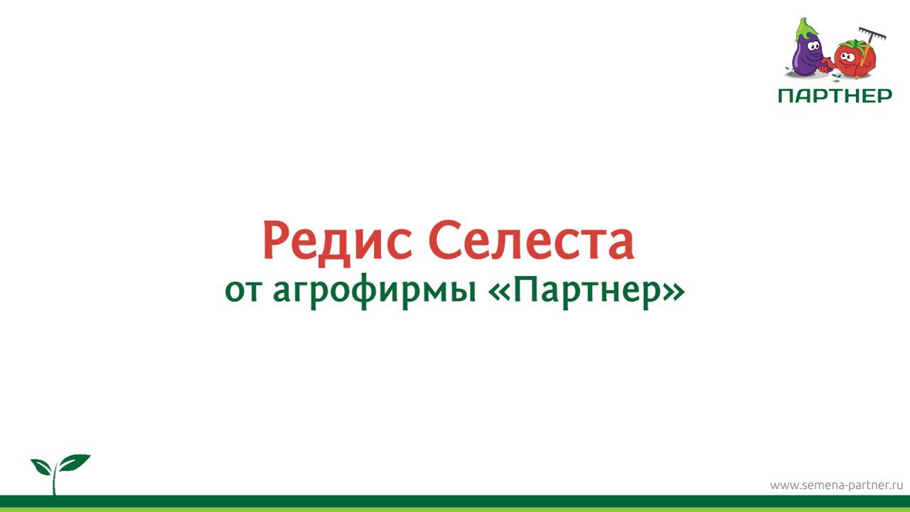 Как сажать редис Селеста