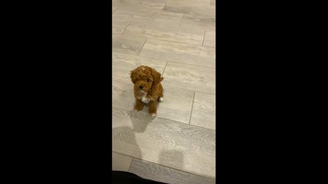Милый щенок той пудель Тедди Браун/Cute puppy toy poodle Teddy Brown