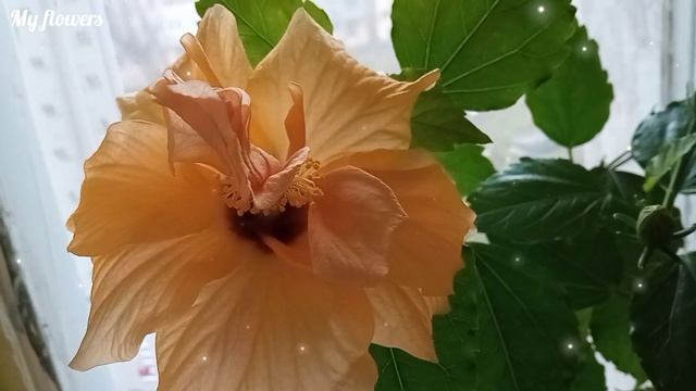 Нужно ли удобрять комнатные растения в зимнее время? смотреть онлайн