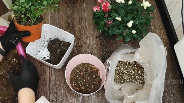 КАК ПРАВИЛЬНО ПЕРЕСАДИТЬ Магазинные РОЗЫ, чем полить, чтобы активно росли и пышно цвели