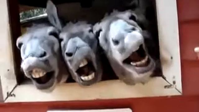Классные ослики