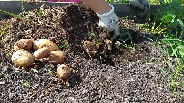 Как выросла картошка из очистков! смотреть онлайн