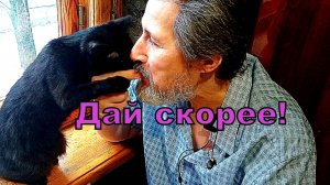 Кошка отбирает семечки у хозяина.