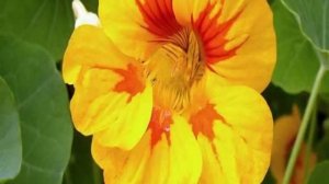 Цветы Настурция.