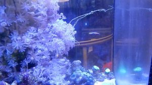 редкая аквариумная рыбка из Сингапура, бычок-дротик желтоголовый, aioliops megastigma