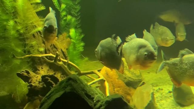 Пираньи в аквариуме. Конкурс 31.01.2021 смотреть онлайн