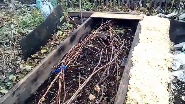Виноград Осень Укрытие на зиму в Сибири Урожай  Просто  доступно grapes in autumn cover