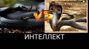 ЧЁРНАЯ МАМБА ПРОТИВ КОРОЛЕВСКОЙ КОБРЫ!!!!