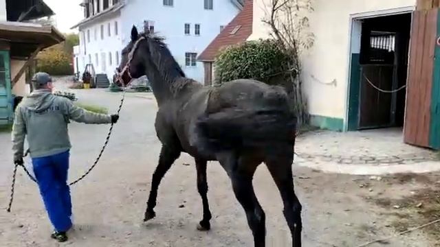 Племенной жеребец Рони.... смотреть онлайн