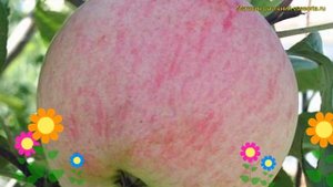 Яблоня домашняя Красавица сада. Краткий обзор, описание характеристик malus domestica Krasavica sad