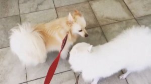 Японский шпиц. Интеллект, Вопросы и ответы,  История