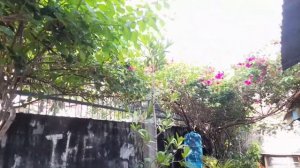 TIPS PARA SA BLOOMING O MAYAYABONG NA BOUGAINVILLEA FLOWERS